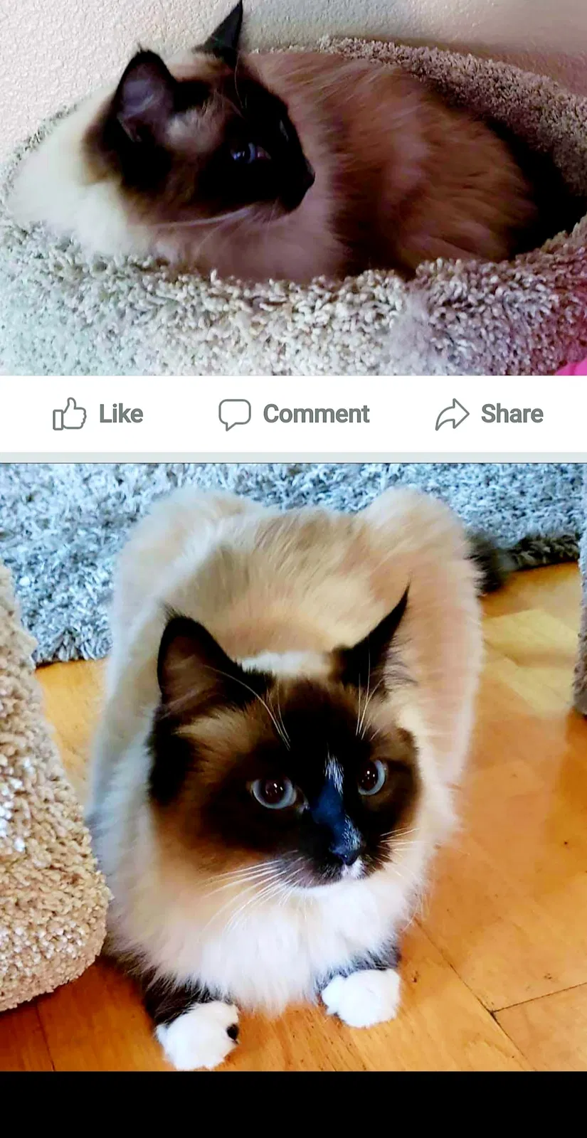 Lost cat in Redding, CA, 96002