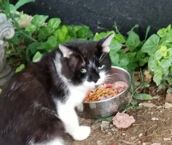 Lost cat in Knoxville, TN, 37931