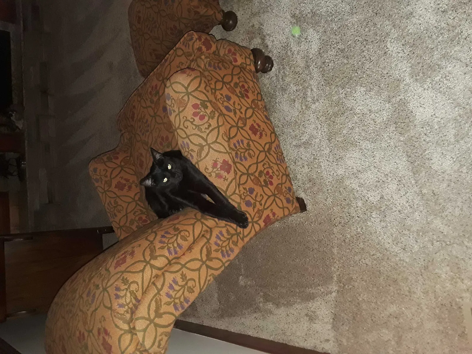 Lost cat in Crown Point, IN, 46307