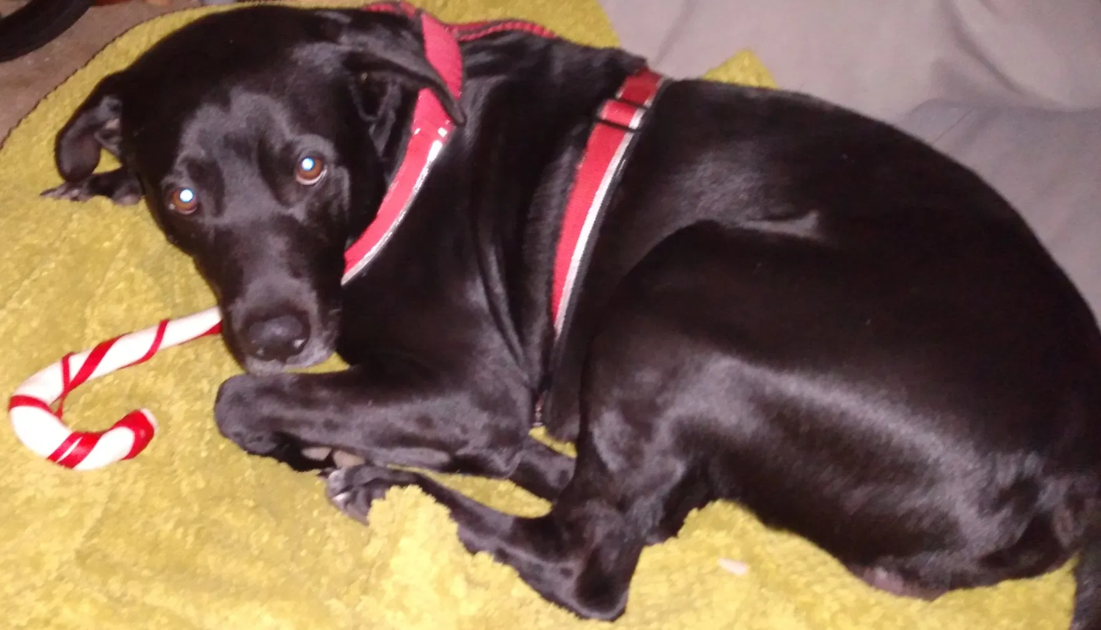 Lost dog in Millington, TN, 38053