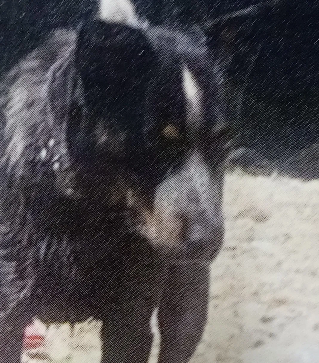 Lost dog in Dayton, OH, 45417