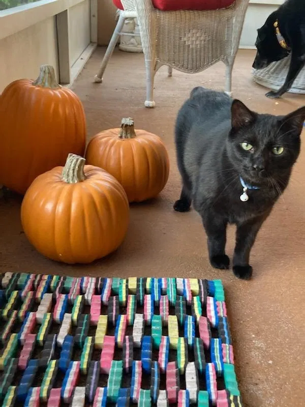 Lost cat in Melbourne, FL, 32940