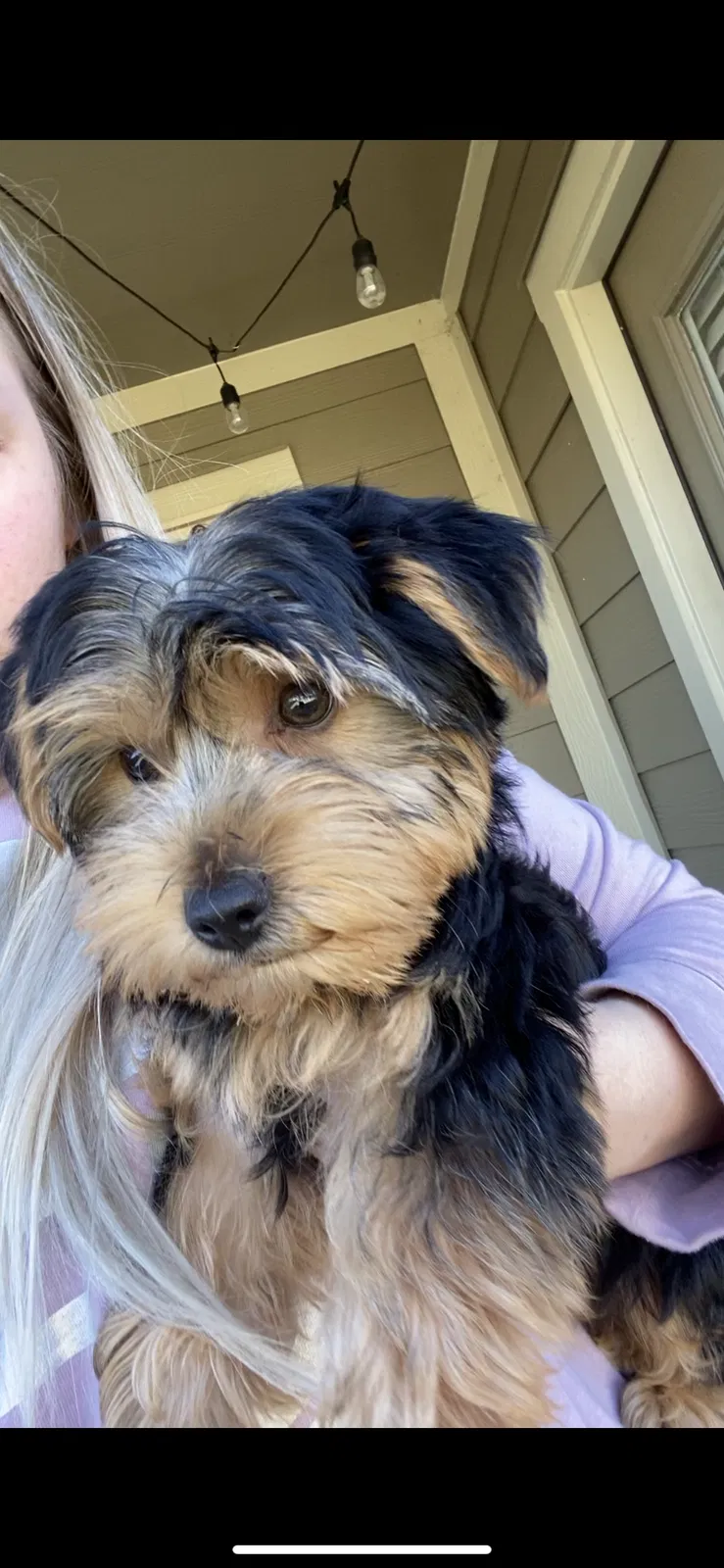Lost dog in Converse, TX, 78109