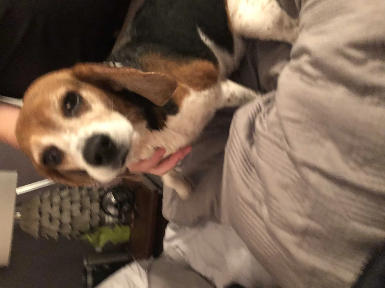 Lost dog in Mount Olive, AL, 35117