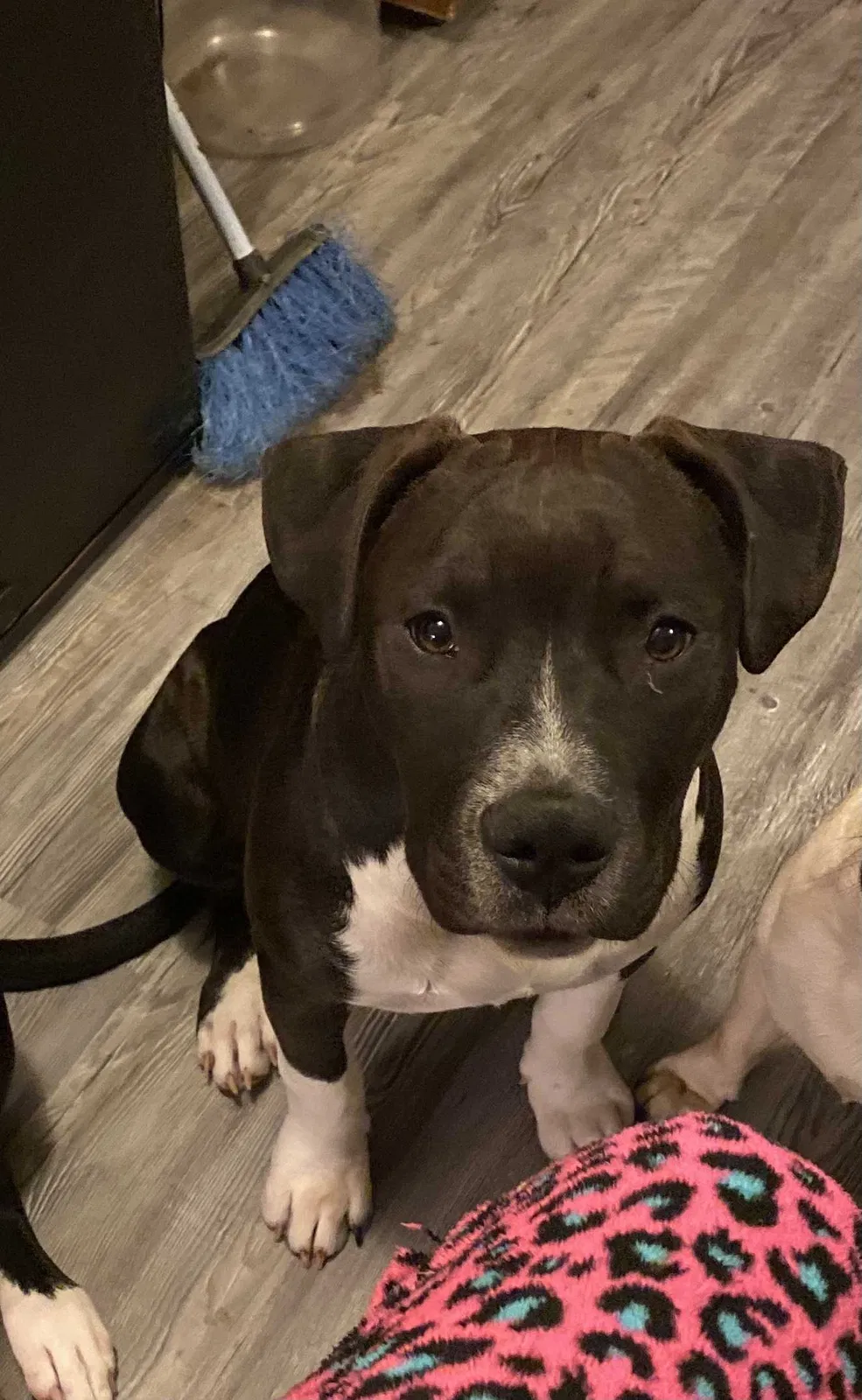 Found dog in Reidsville, NC, 27320