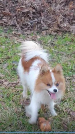 Lost dog in Duncanville, TX, 75116