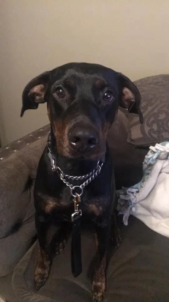 Lost dog in Holly, MI, 48442