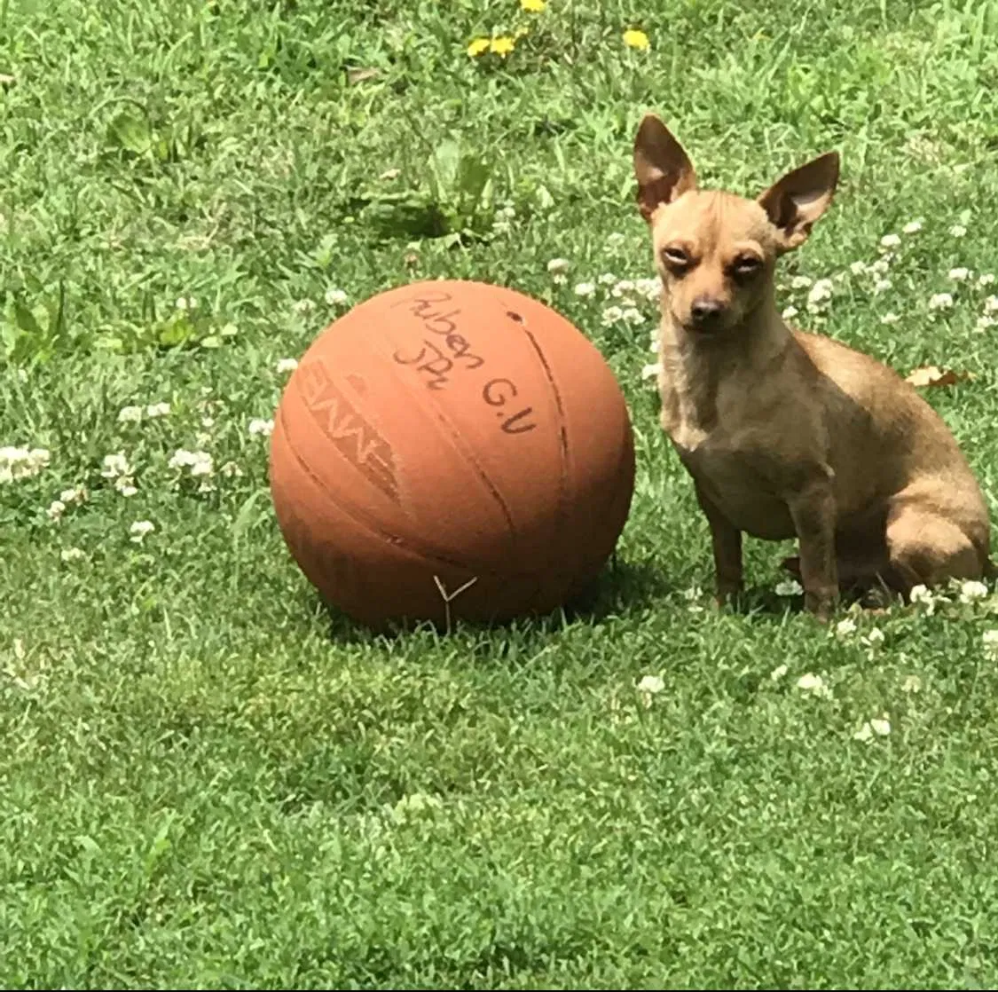 Lost dog in Wichita, KS, 67203