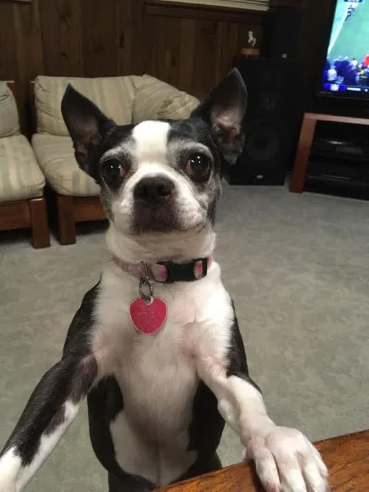 Lost dog in Wichita, KS, 67217