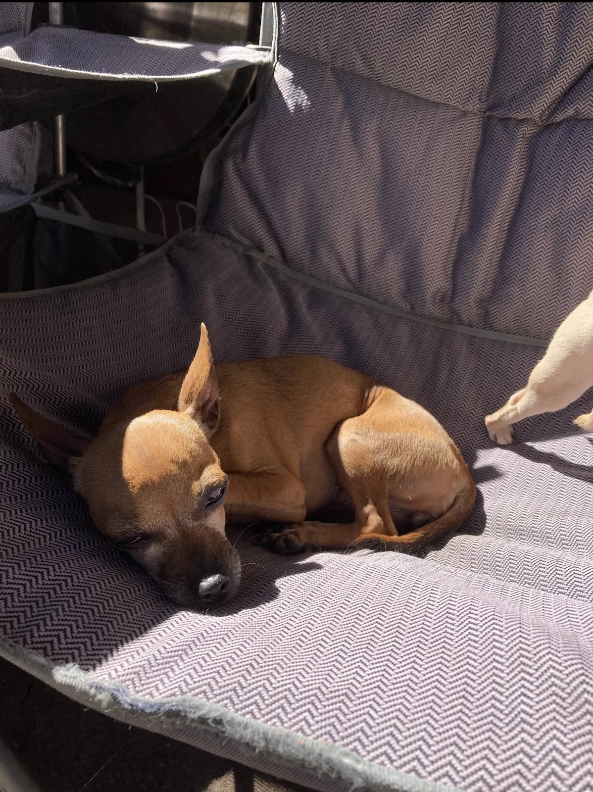 Lost dog in Albuquerque, NM, 87105
