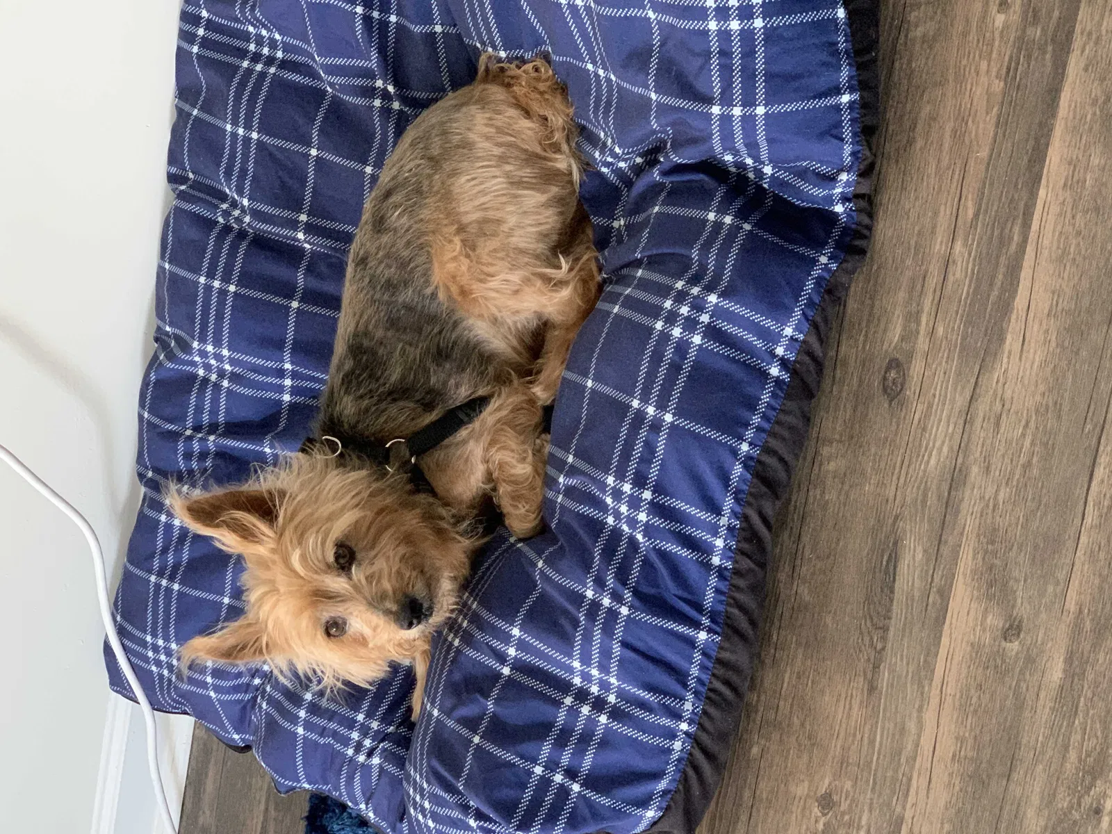 Lost dog in Dayton, OH, 45417