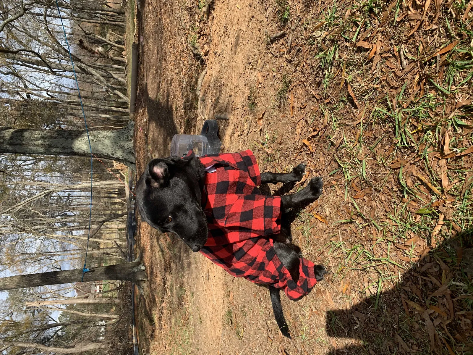 Lost dog in Lincolnton, NC, 28092