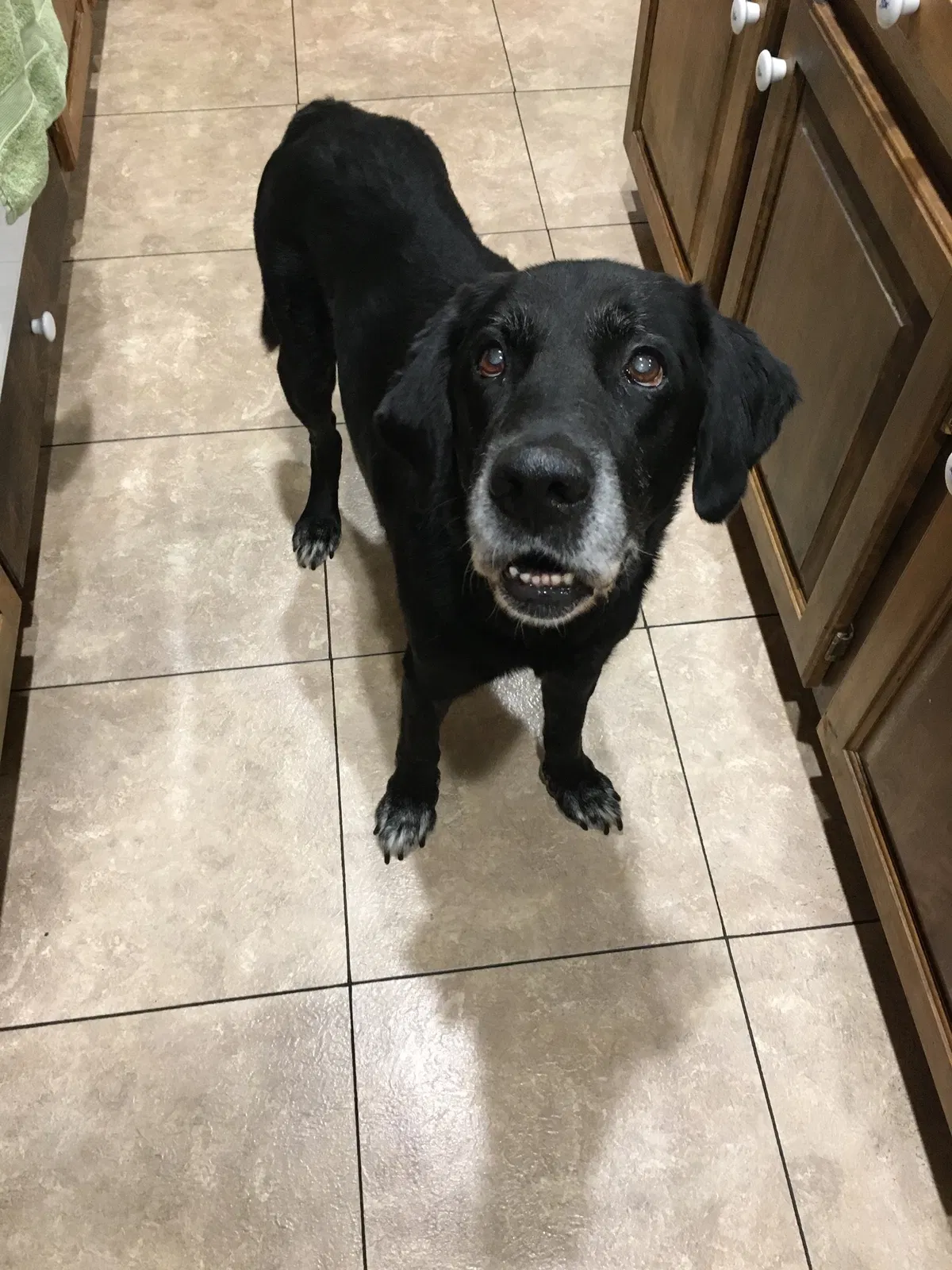Lost dog in Greenville, SC, 29611