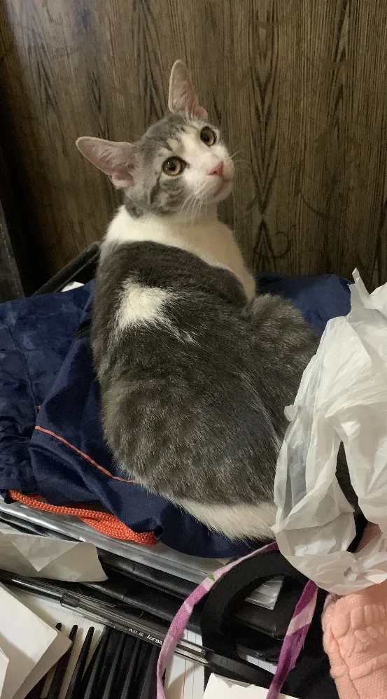 Lost cat in Astoria, NY, 11105
