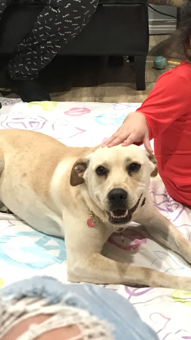 Lost dog in Austin, TX, 78744