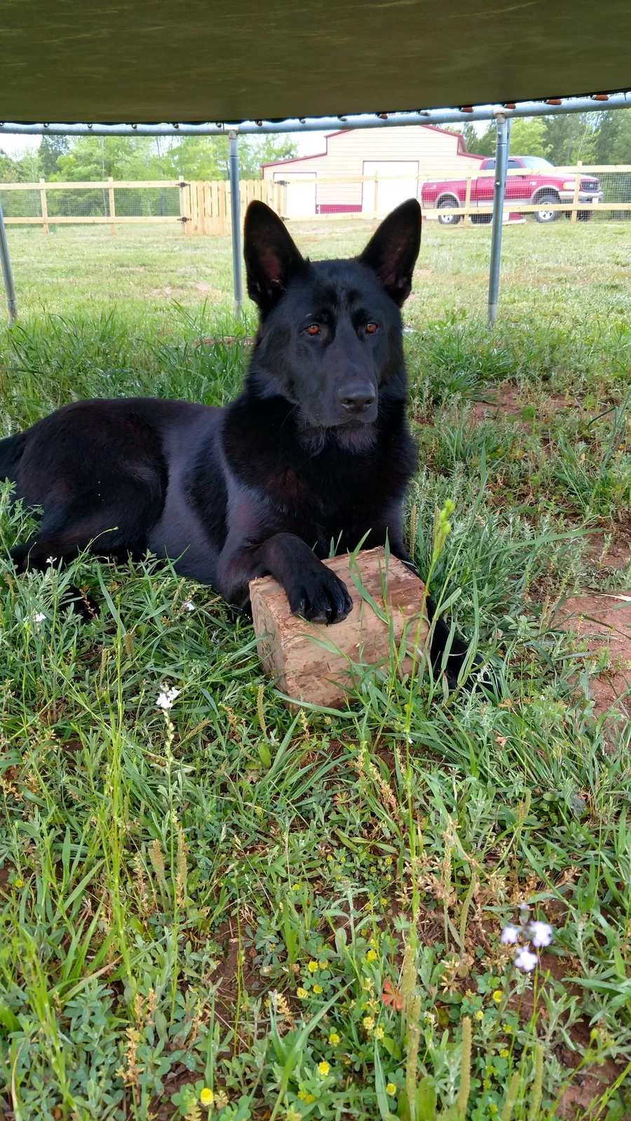 Lost dog in Catawba, SC, 29704
