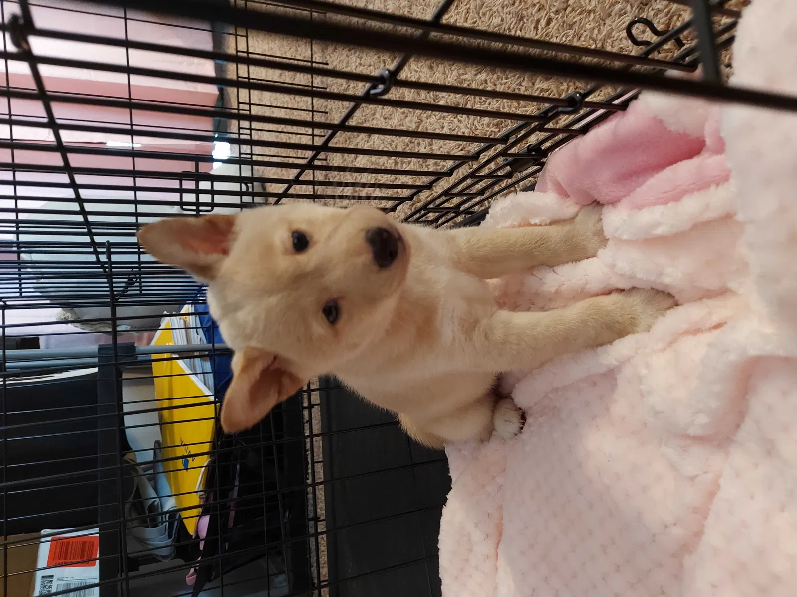 Lost dog in Inola, OK, 74036