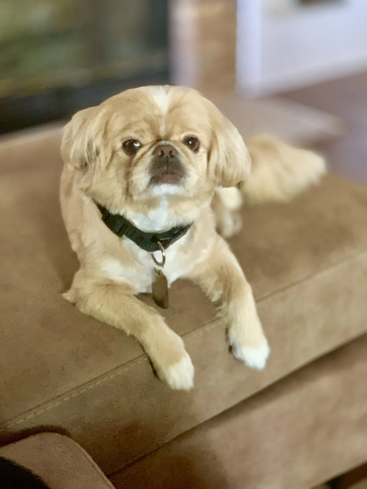 Lost dog in Burleson, TX, 76028
