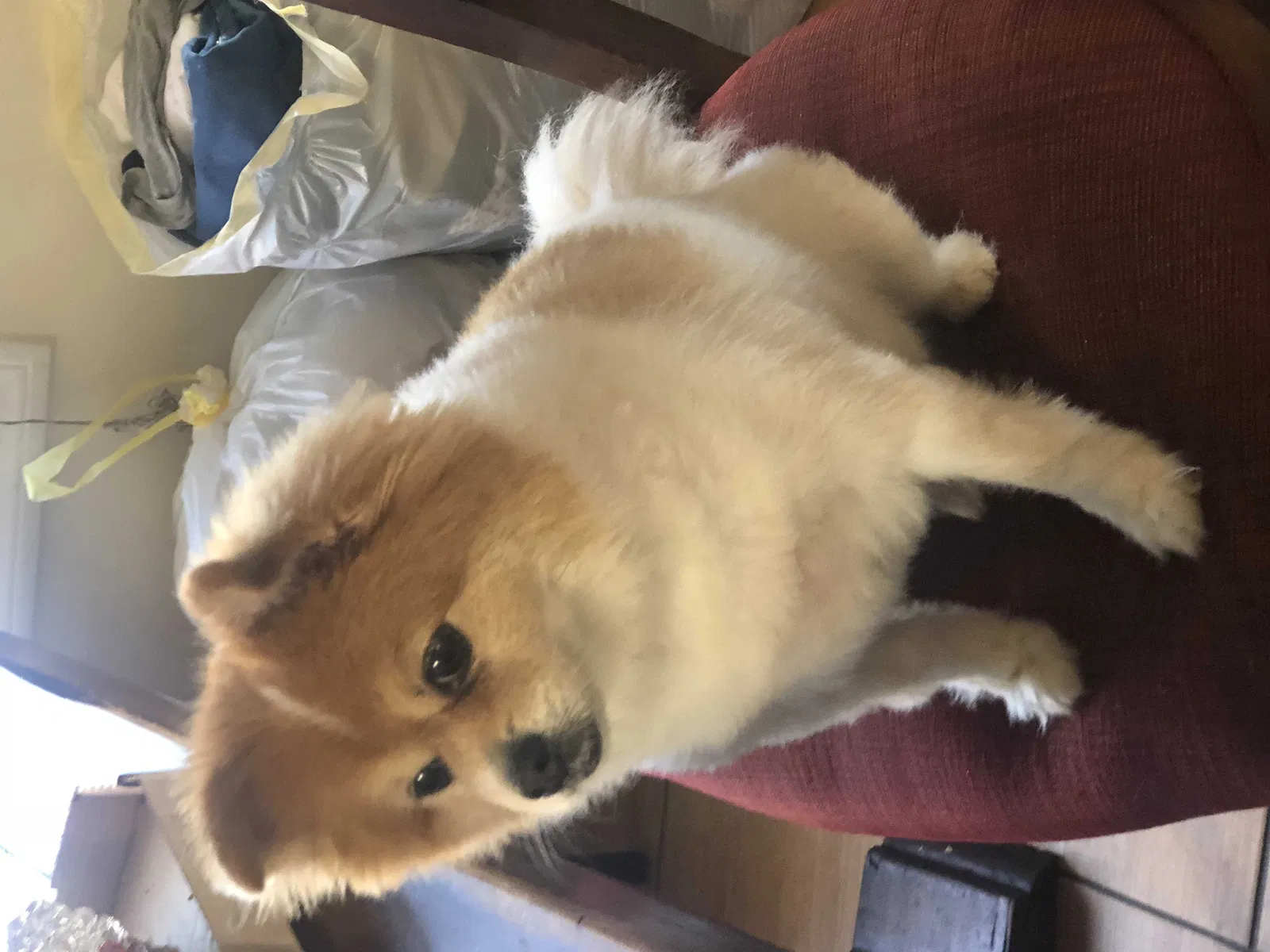 Lost dog in Richmond, CA, 94801