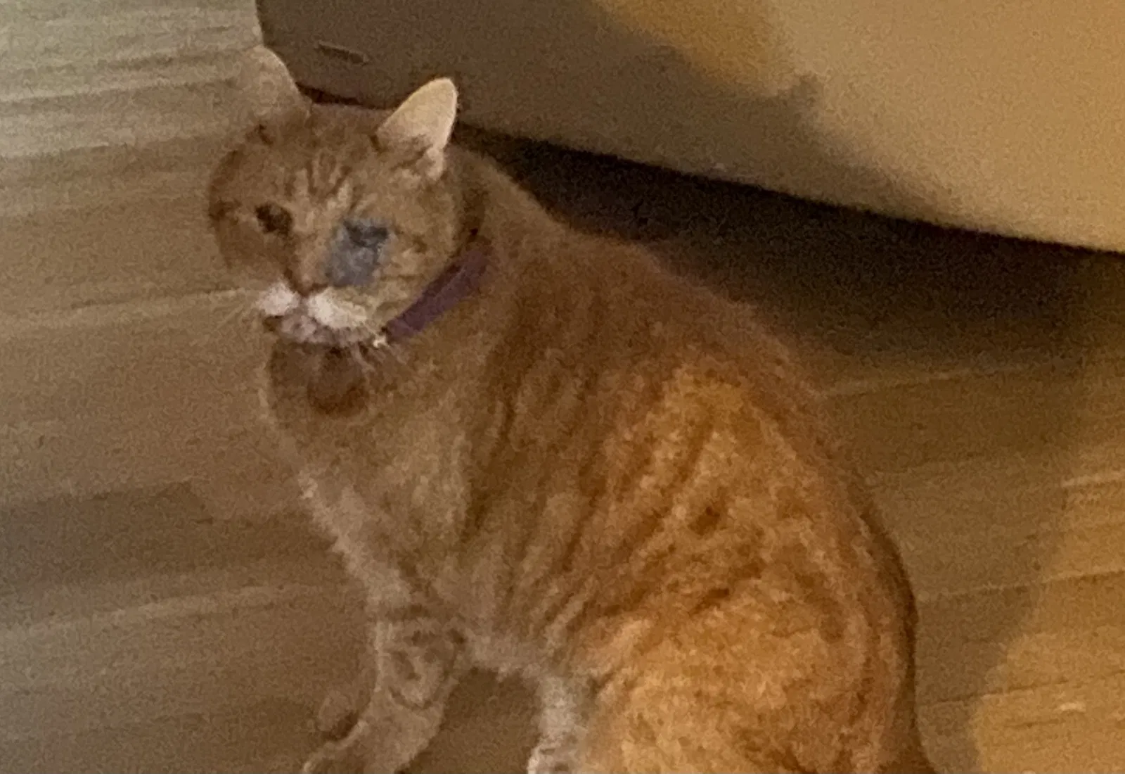 Lost cat in Milford, CT, 6460