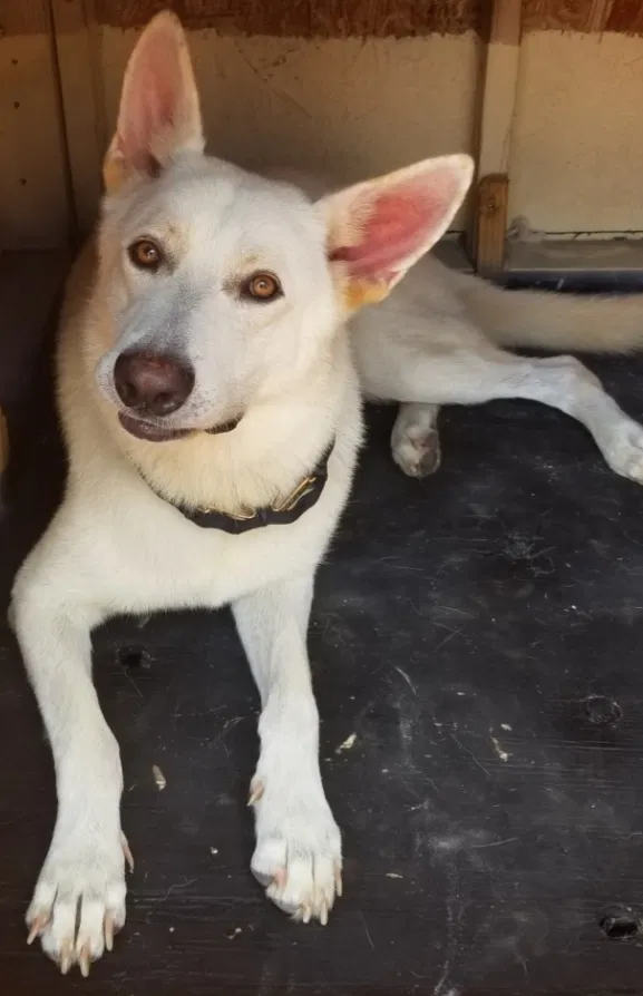 Lost dog in Loxley, AL, 36551