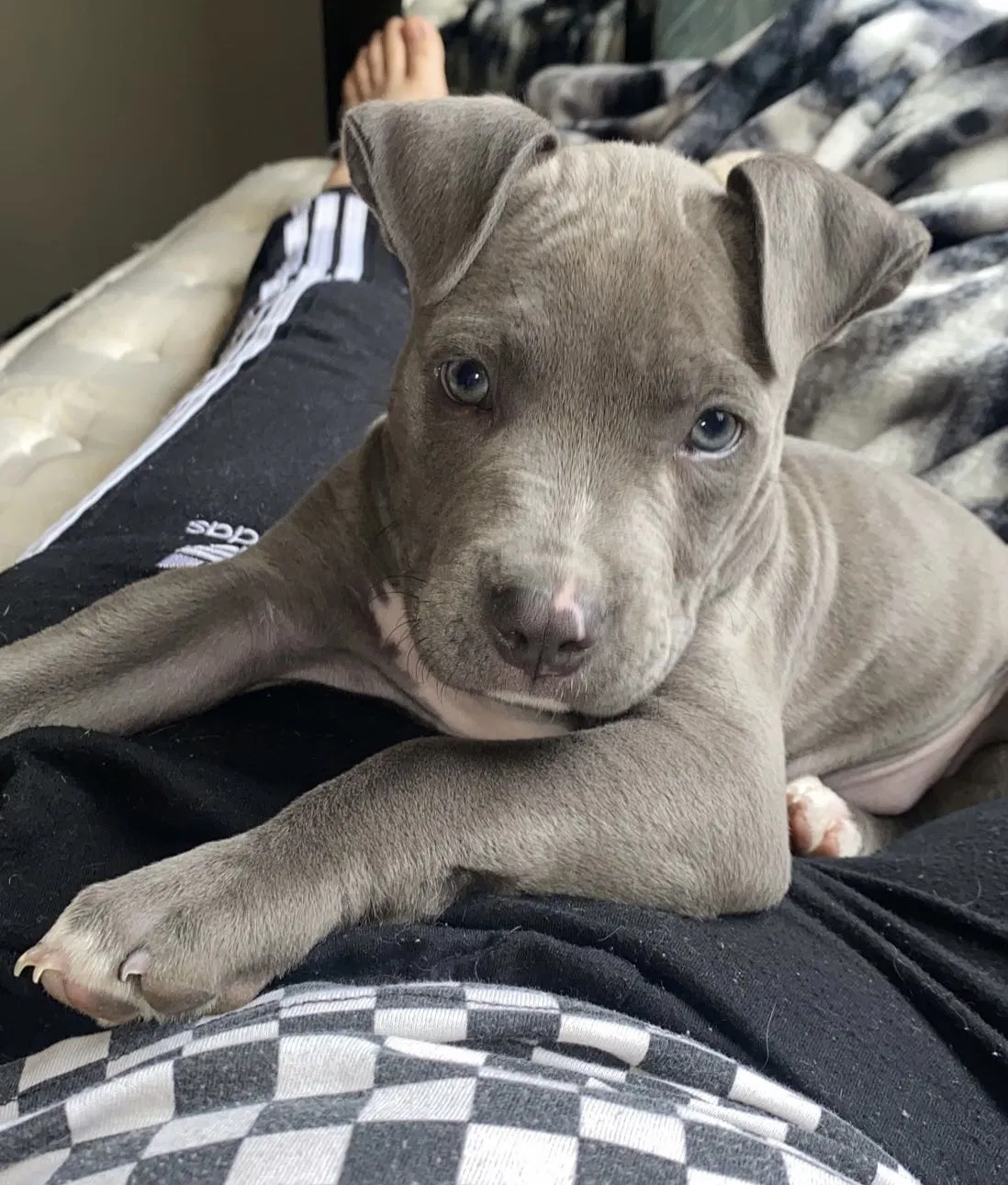 Lost dog in Yuma, AZ, 85364