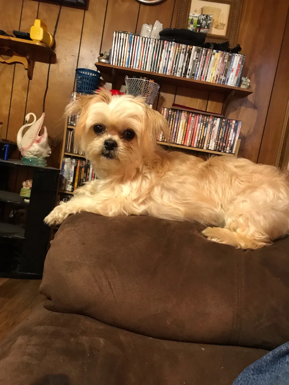 Lost dog in Longview, TX, 75604