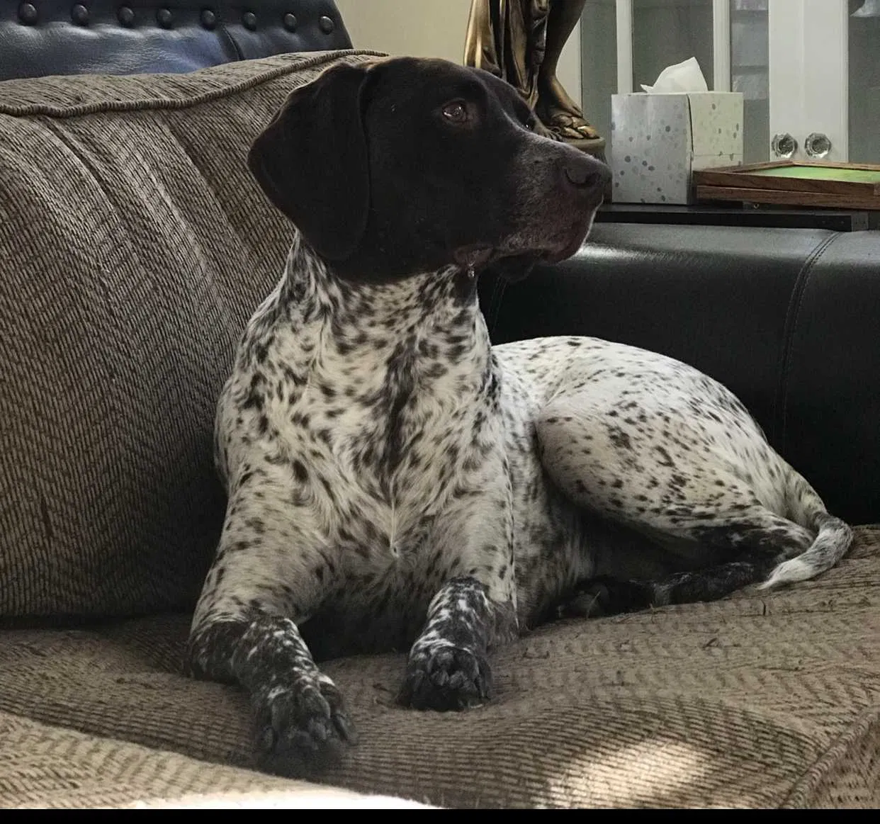 Lost dog in Denver, CO, 80237