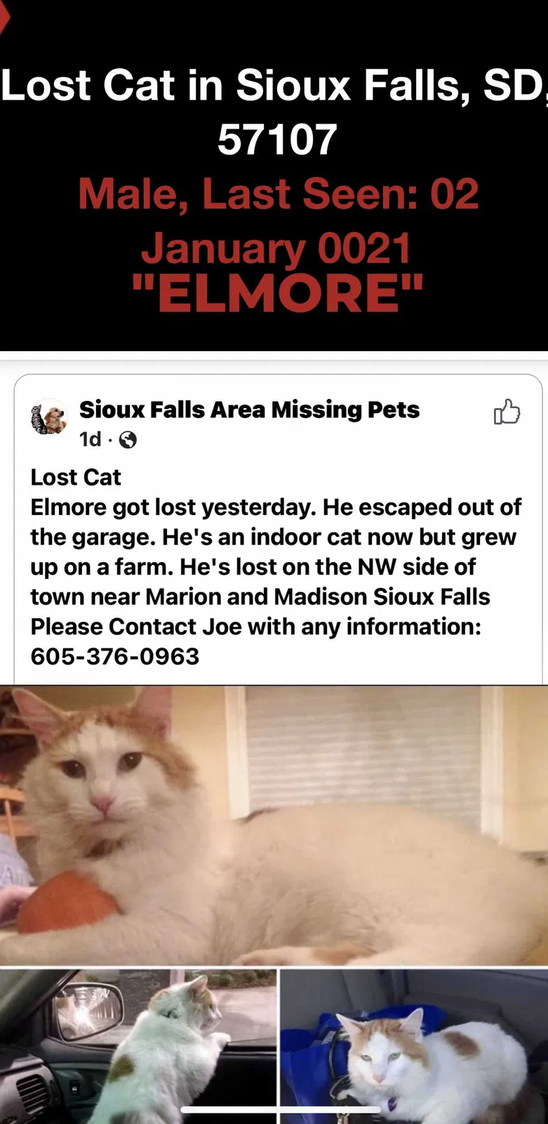 Found cat in Sioux Falls, SD, 57107