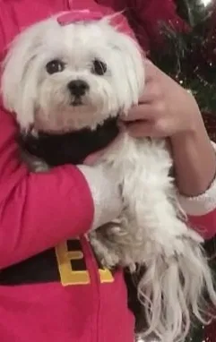 Lost dog in La Puente, CA, 91744