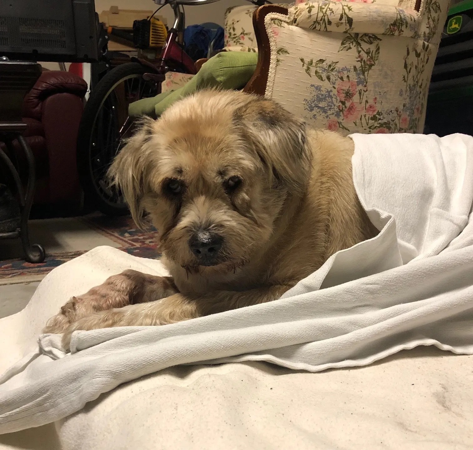 Found dog in Elkton, FL, 32033