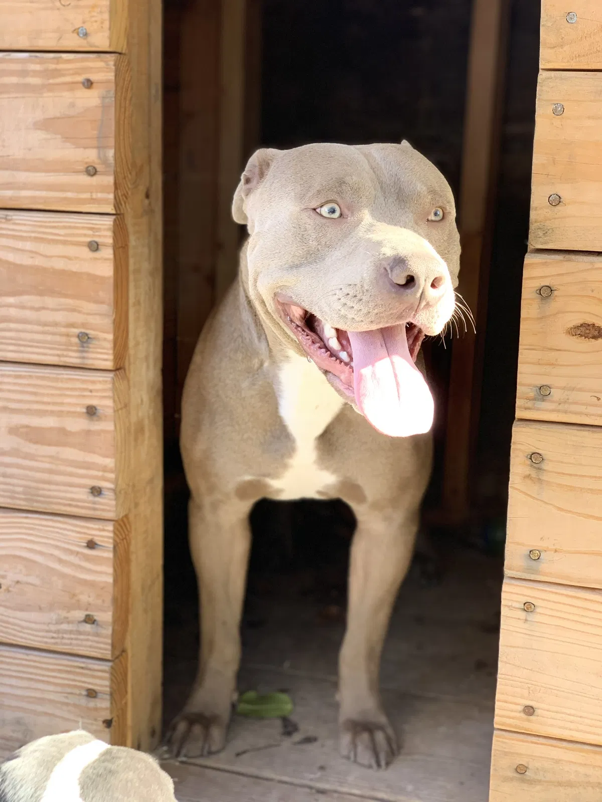 Lost dog in Austin, TX, 78741