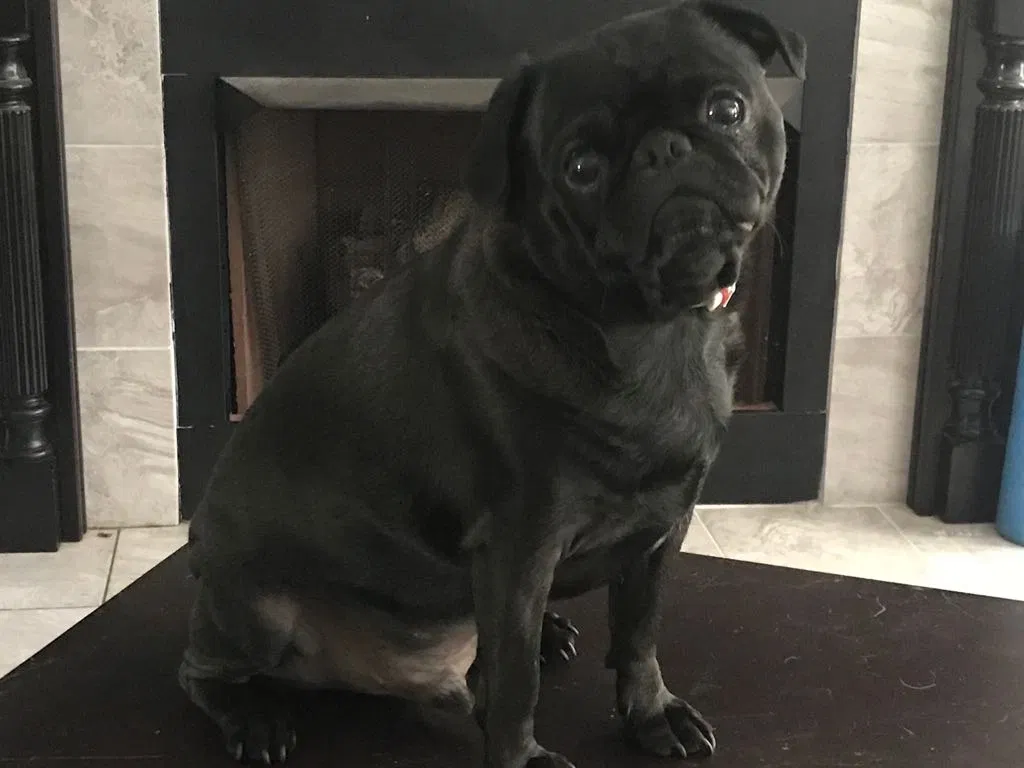 Lost dog in Moreland, ID, 83256
