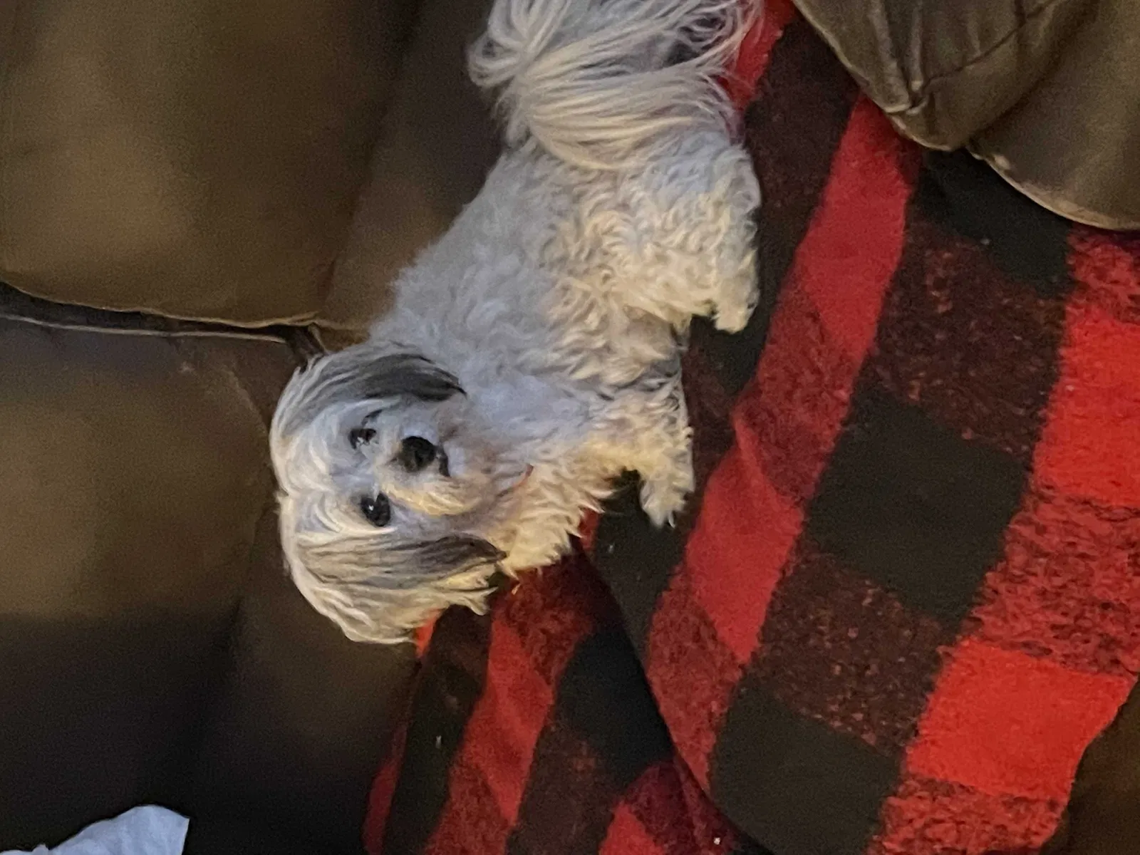 Lost dog in Colton, CA, 92324