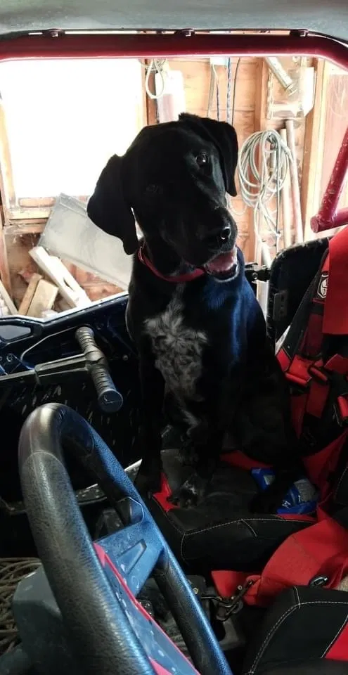 Lost dog in Tonganoxie, KS, 66086