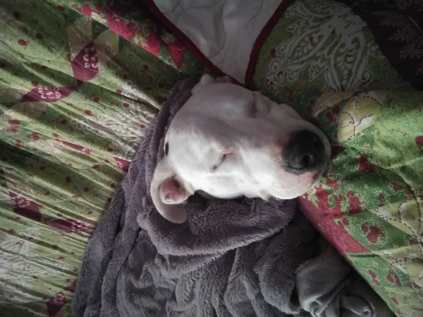 Lost dog in Sod, WV, 25564