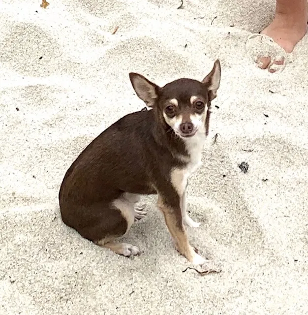Lost dog in Livingston, CA, 95334