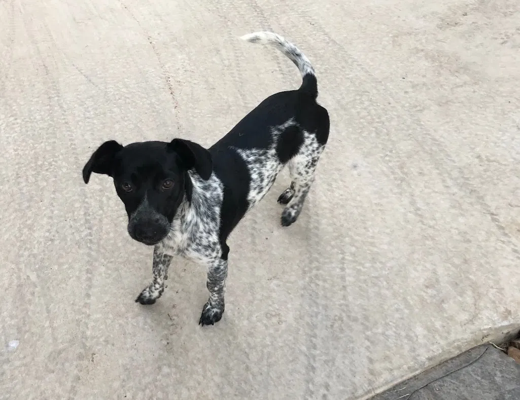 Lost dog in Saint Hedwig, TX, 78152