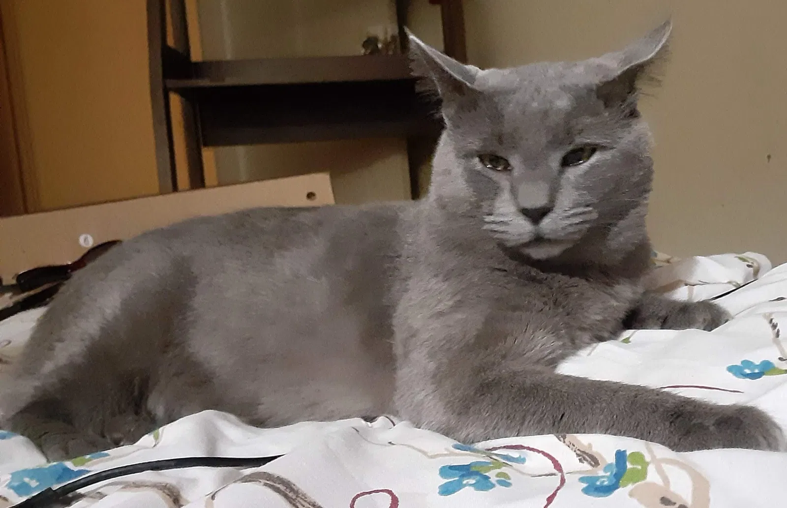 Lost cat in Killeen, TX, 76541