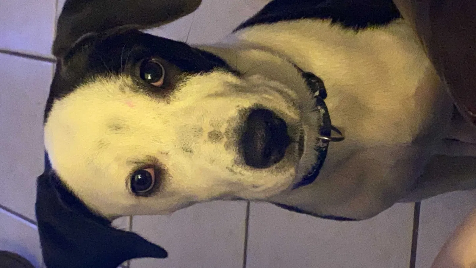 Lost dog in Edinburg, TX, 78541