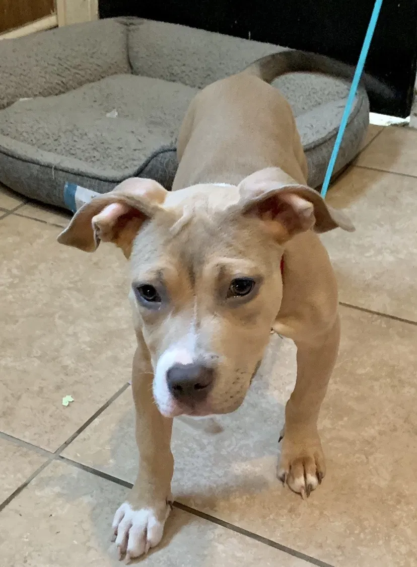 Lost dog in Chicago, IL, 60628