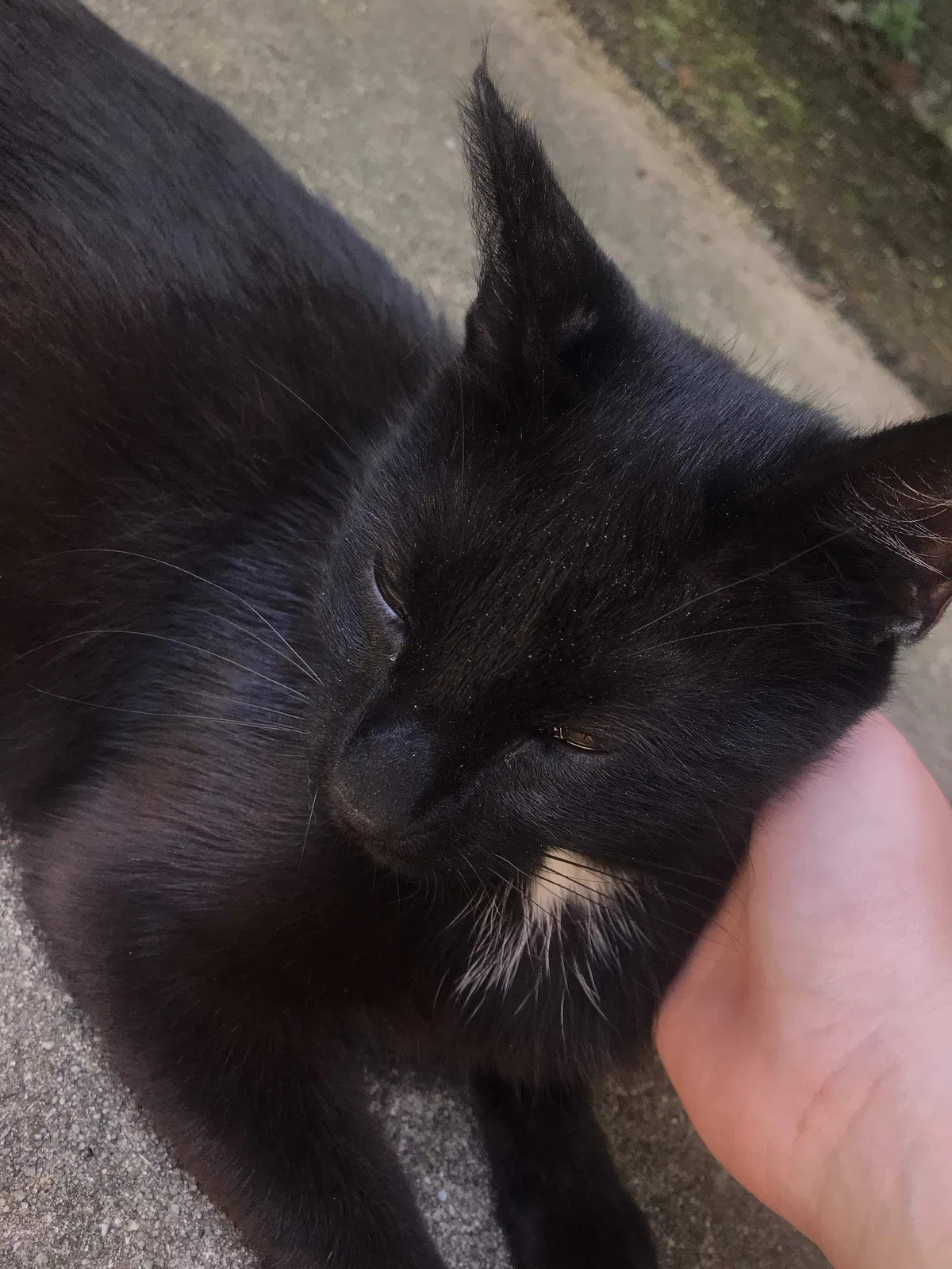 Lost cat in Vineland, NJ, 8360
