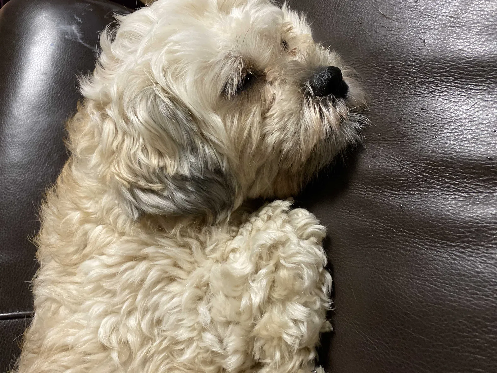 Lost dog in Minneapolis, MN, 55419