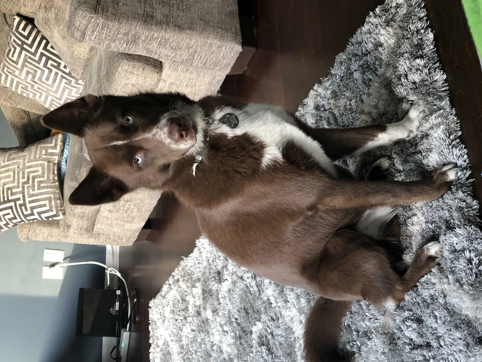 Lost dog in Lanham, MD, 20706