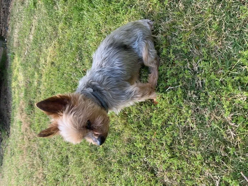 Lost dog in Fuquay Varina, NC, 27526
