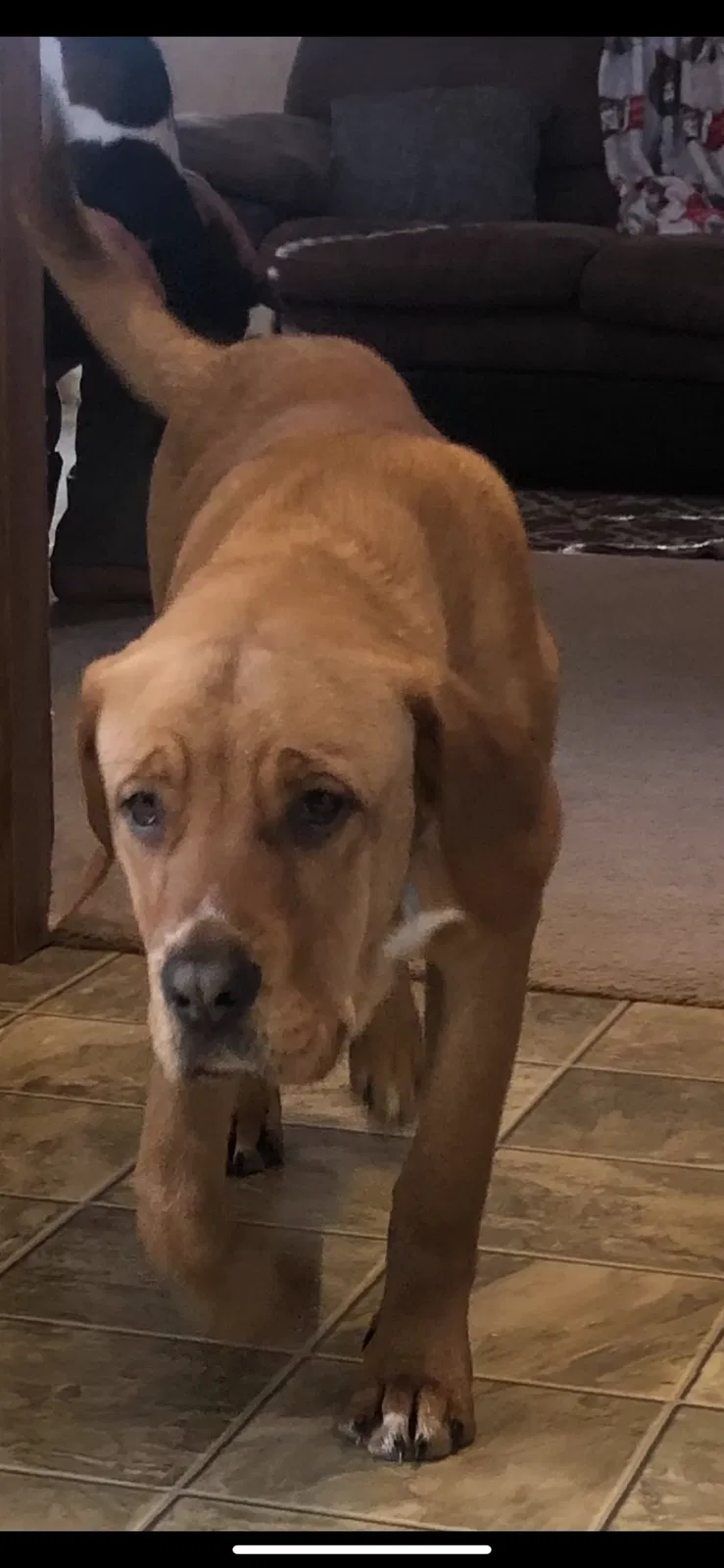 Lost dog in Dayton, OH, 45417