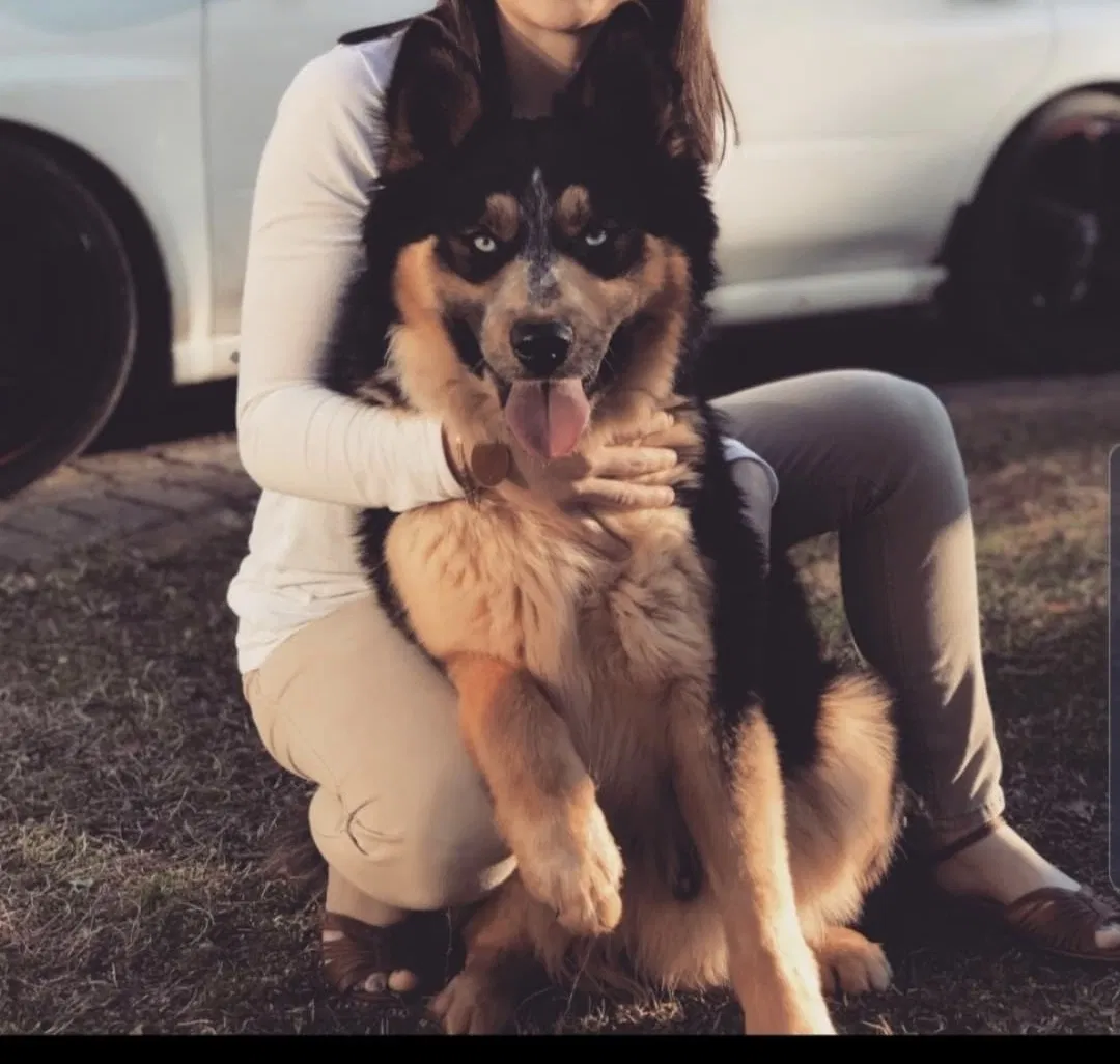 Lost dog in Columbus, NC, 28722