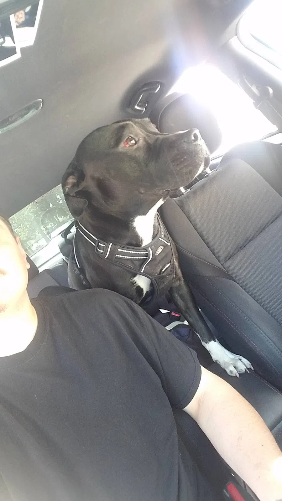 Lost dog in Colorado Springs, CO, 80910