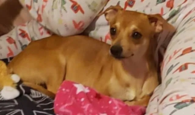 Lost dog in Brooklyn, NY, 11221
