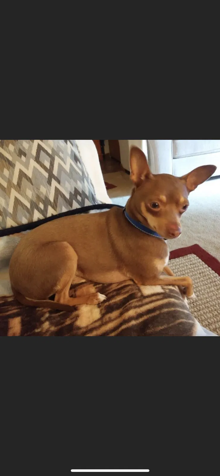 Lost dog in Goshen, IN, 46528